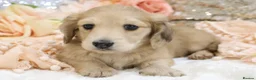 Miniature Dachshund dogs for sale: Shaded Cream Male - Advert 10