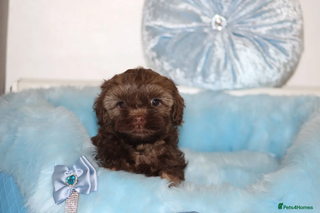 Shihpoo dogs for sale: Shih poo puppy’s  - Advert 35