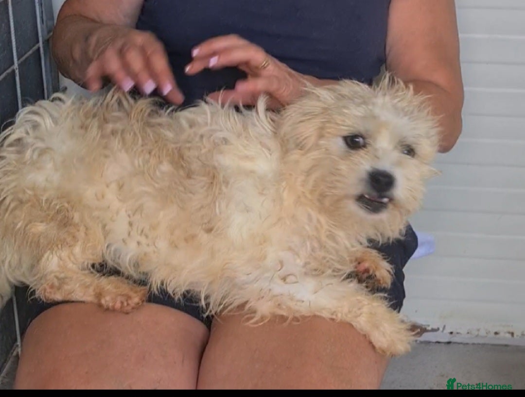 Bichon Frise dogs for adoption: Zebedee male 8kg small  - Image 7