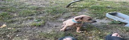 Italian Greyhound dogs for sale: Gorgeous Kc reg Italian greyhound  - Advert 4
