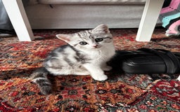 British Shorthair cats for sale: Beautiful British Shorthair/Turkish Angora Kittens - Image 14
