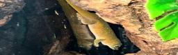 Leopard Gecko reptiles for sale: Available Rescue Looking for Their Forever Homes - Advert 15