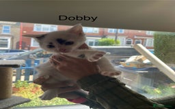 Mixed Breed cats for sale: Lots of cats/kittens up for adoption  - Image 16