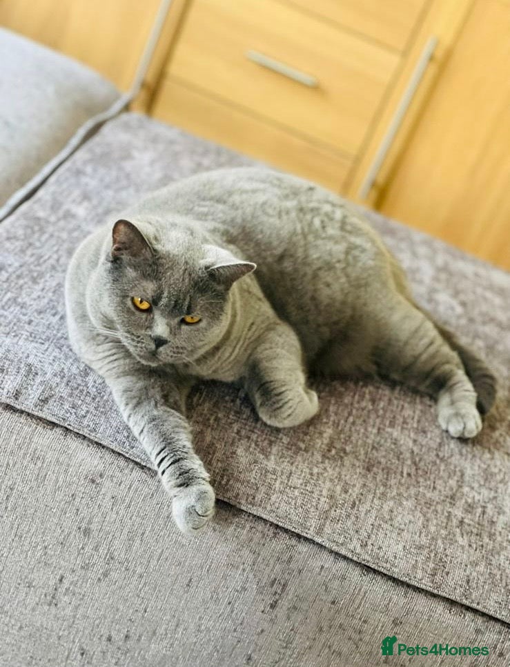 British Shorthair cats BRITISH SHORTHAIR FEMALE - Advert 2