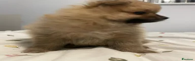 Pomeranian Puppy 4