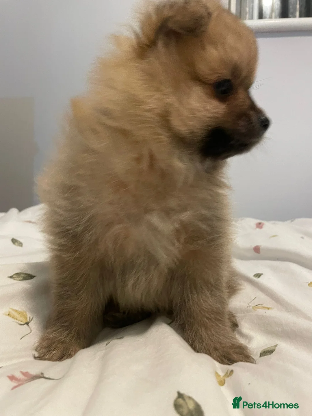 Pomeranian dogs for sale: Two male Pomeranian puppies for sale - Advert 27