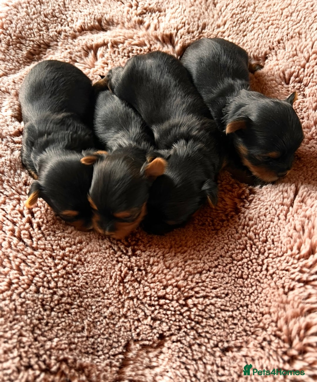 Yorkshire Terrier dogs for sale: ❣️❣️❣️ Miniature Yorkshire Terriers – 4 Boys ❣️❣️ - Advert 4