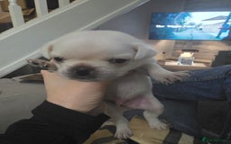 Pug dogs for sale: Full breed pugs pups 5 male 1 female  - Advert 11