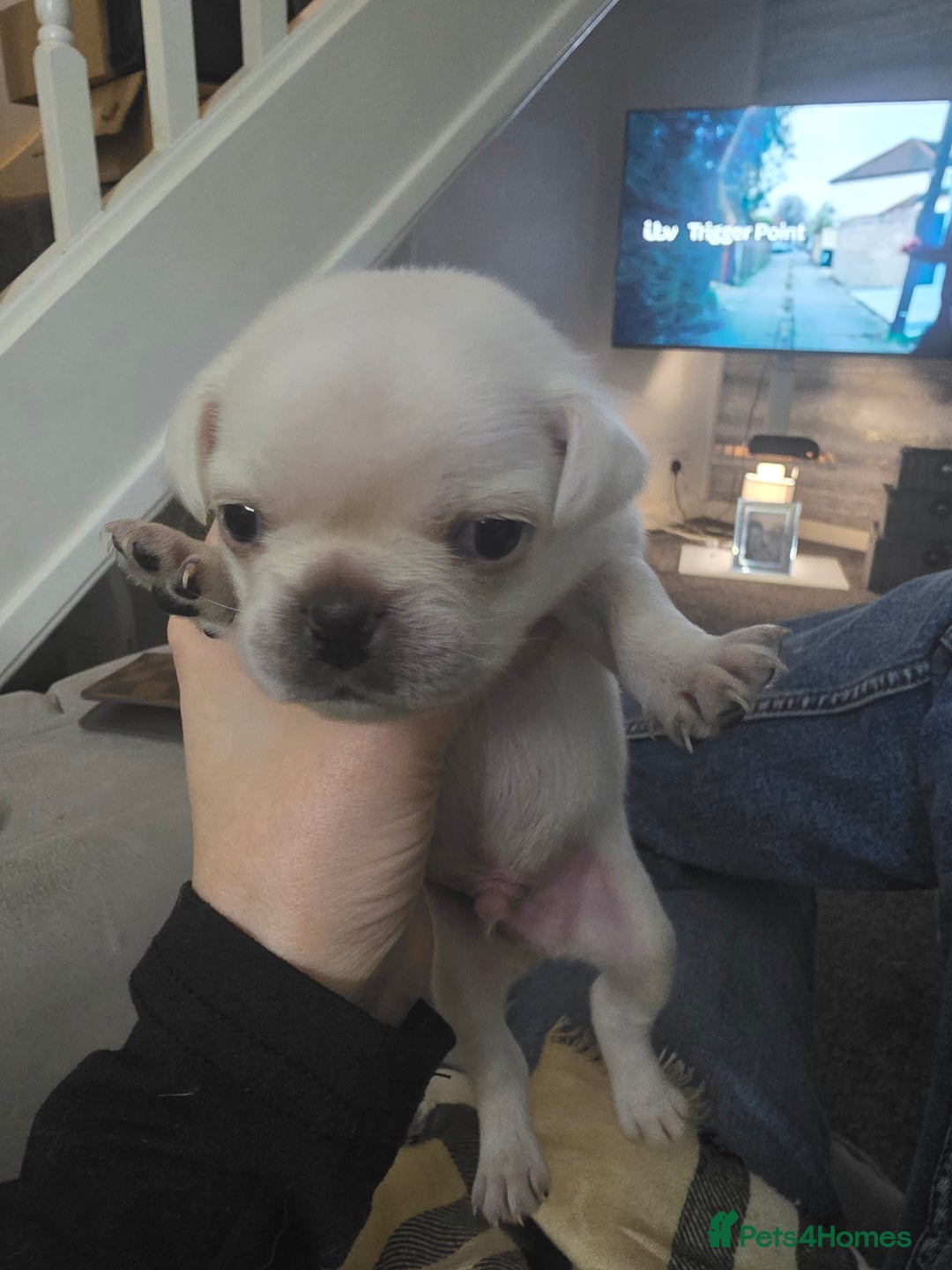 Pug dogs for sale: Full breed pugs pups 5 male 1 female  - Advert 11