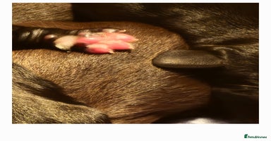 Cocker Spaniel dogs - Advert 8