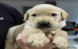 Labrador Retriever dogs for sale: Beautiful K.C Registered Labrador puppies - Image 5