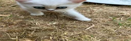 British Shorthair cats for sale:  Gorgeous British Shorthair Silver Shaded Kittens  - Advert 8