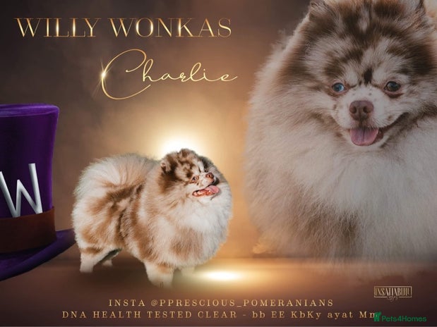 Pomeranian dogs in Dartford - Advert 1