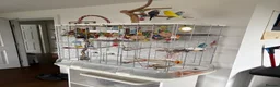 Budgerigars birds for sale: Budgies and cage  in Nottingham - Advert 3