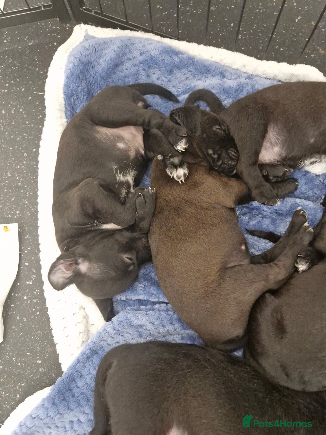 Patterdale Terrier dogs for sale: Patterdale x lakeland  - Image 11