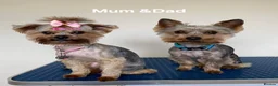 Yorkshire Terrier dogs for sale:  Yorkshire Terrier Puppies  - Advert 3