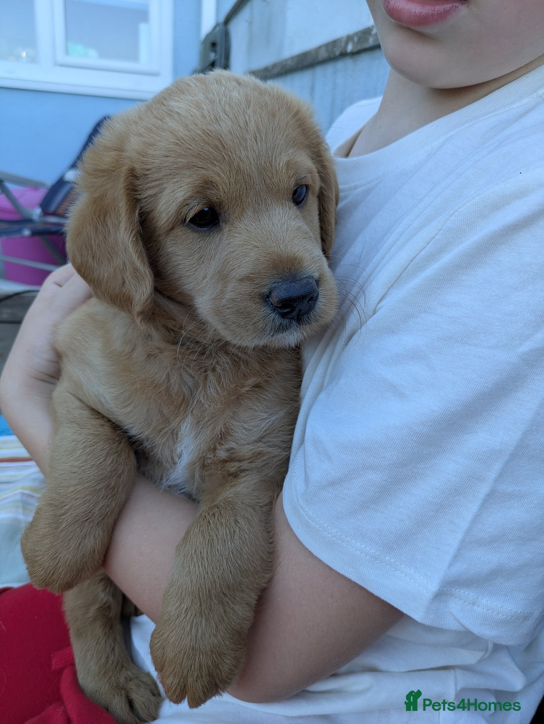 Labradoodle dogs for sale: Fox Red Labradoodles. 4 boys 3 girls  - Image 6