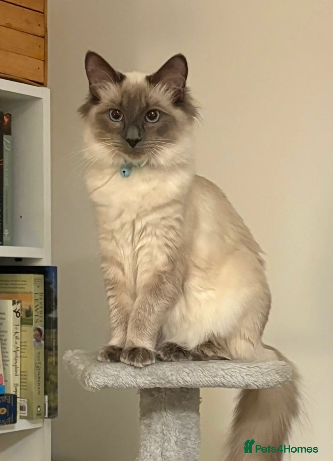 Ragdoll cats for sale: Seal Point Pedigree Ragdoll, 1 Year Old in Holywell - Advert 5