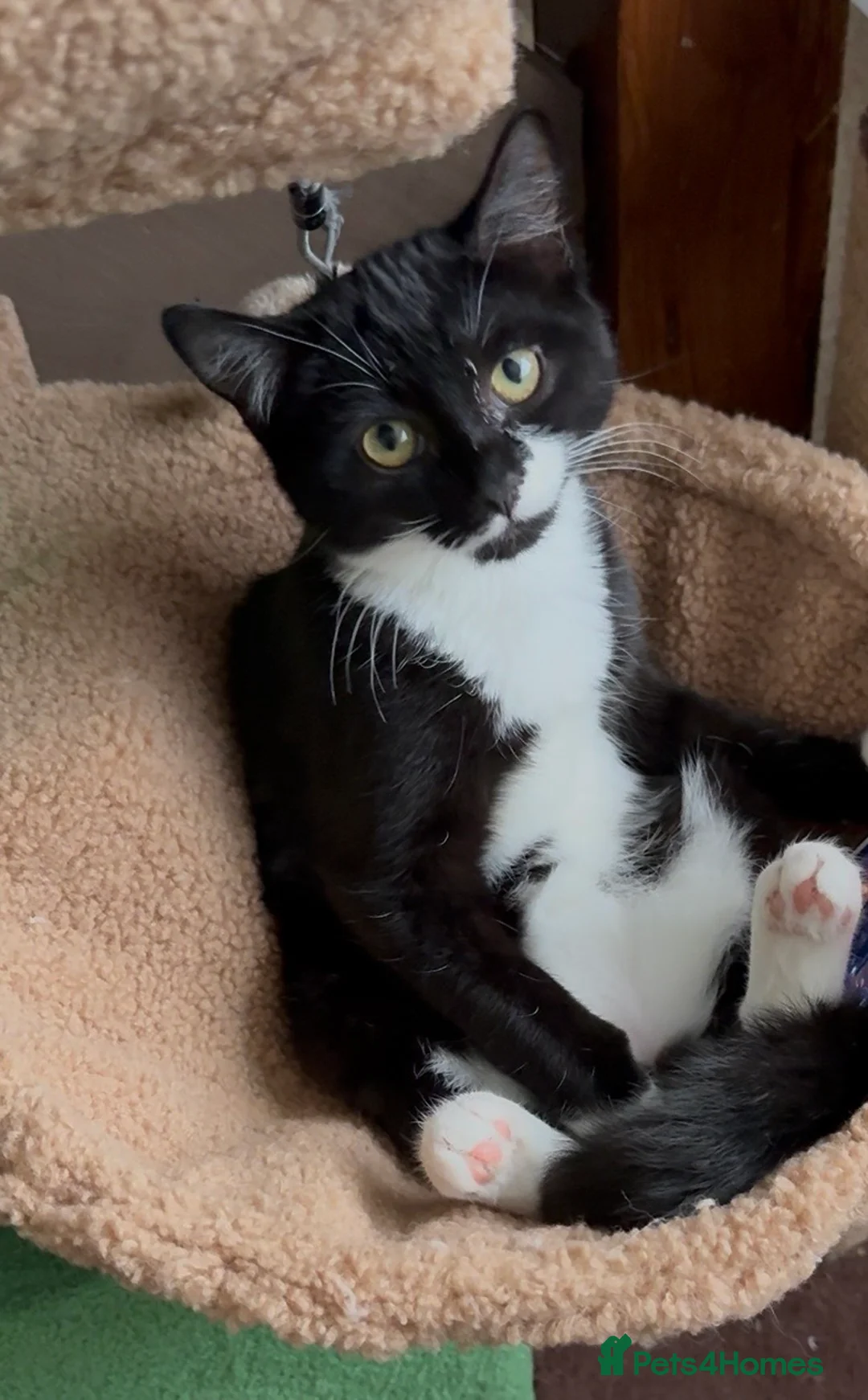 Mixed Breed cats for sale: 6 month old Female kitten in Wellingborough - Advert 2