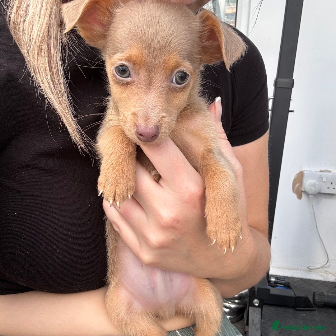 Jack Russell dogs for sale: Miniature Jack Russell puppies Ready to leave in Gillingham - Image 18