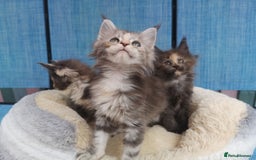 Maine Coon cats for sale: Maine Coon Kittens Parents Tica Reg& Health tested - Image 16