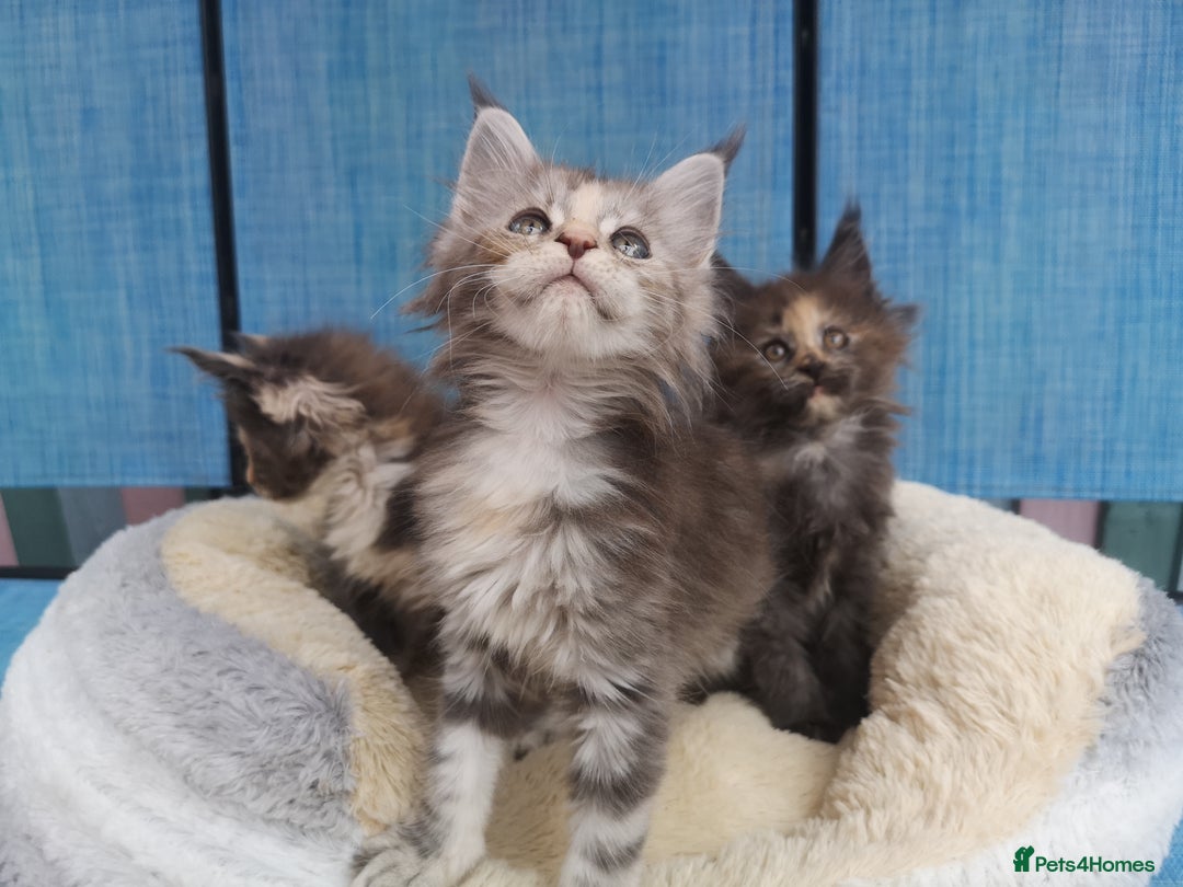Maine Coon cats for sale: Maine Coon Kittens Parents Tica Reg& Health tested - Image 16