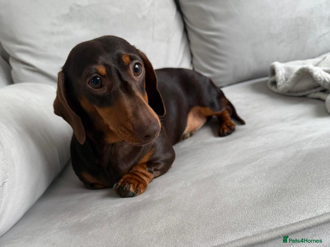 Miniature Dachshund dogs for sale: Beautiful lulu miniature dachshund  - Image 19