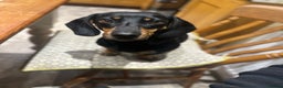 Miniature Dachshund dogs for sale: Miniature Smooth Haired Dachshund Puppies  - Advert 10