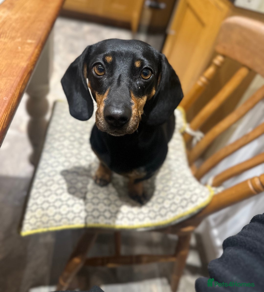 Miniature Dachshund dogs for sale: Miniature Smooth Haired Dachshund Puppies  - Advert 10