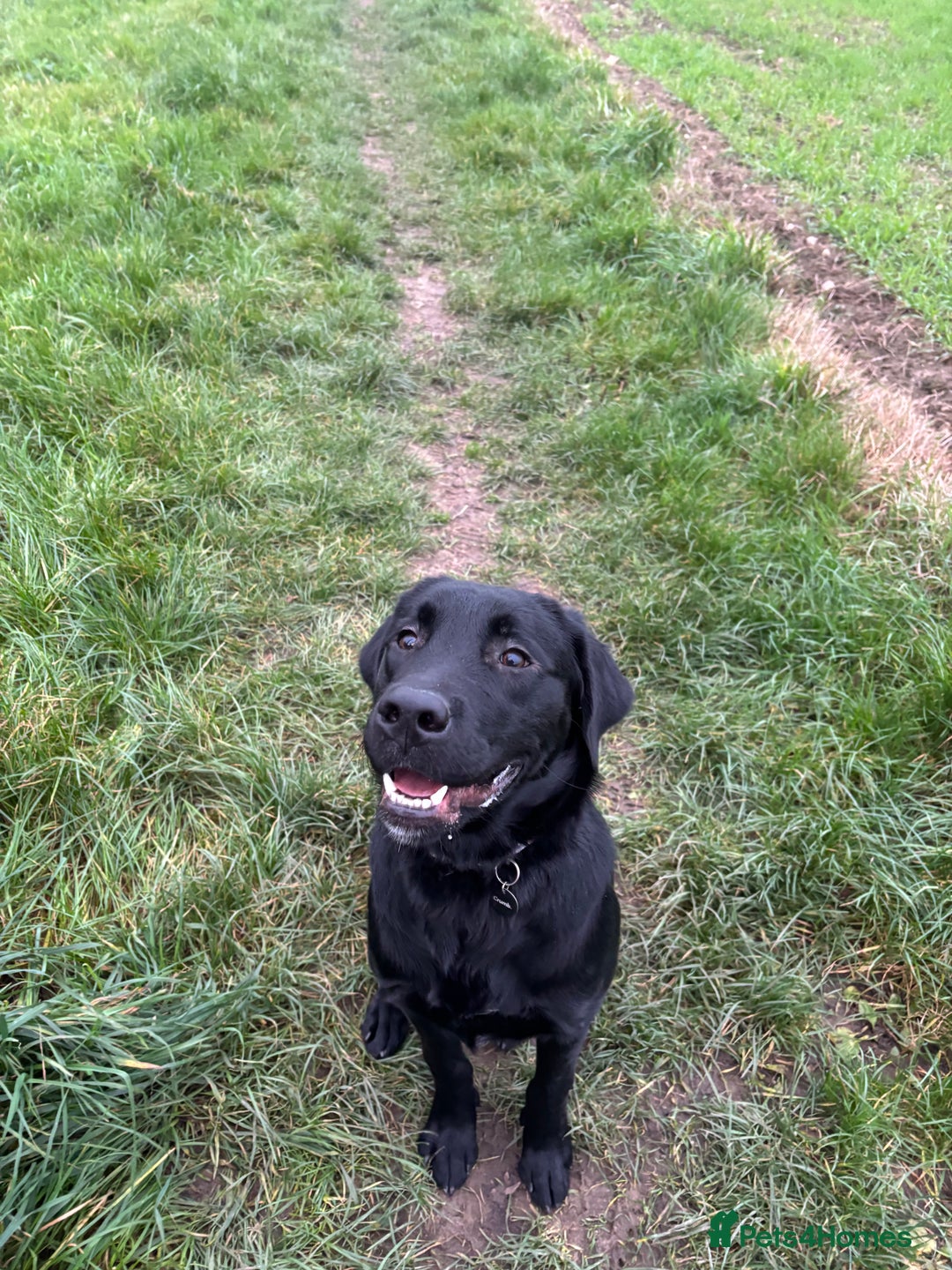 Goldador dogs for sale: Goldador for sale  - Advert 1