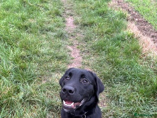 Goldador dogs Goldador for sale - Advert 3