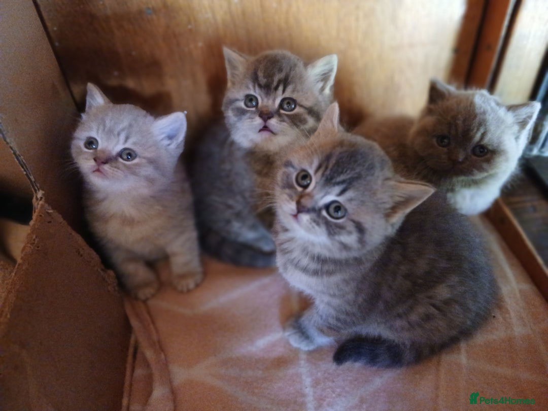 British Shorthair cats for sale: Beautiful British Shorthaired kittens  - Advert 3
