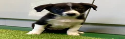 Border Collie dogs for sale: Border Collies puppies available  - Advert 5