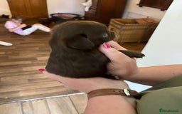 Chihuahua dogs for sale: Rare chocolate chihuahua puppies - Image 25
