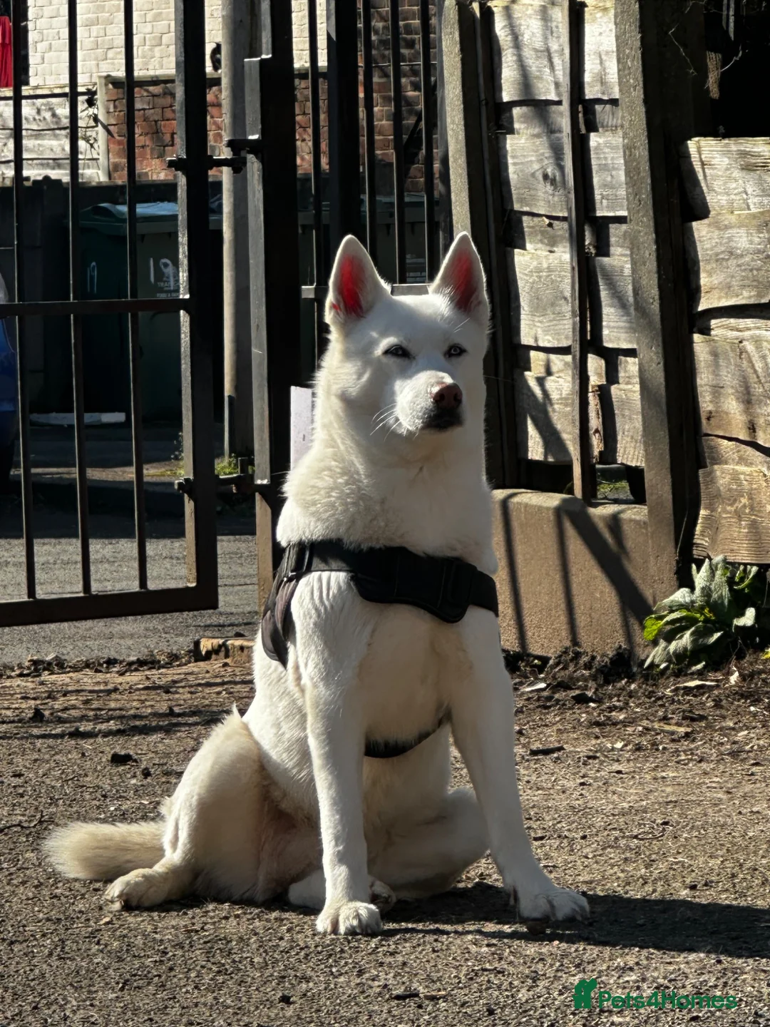 Siberian Husky dogs for sale: Beautiful puppies  in Manchester - Advert 1