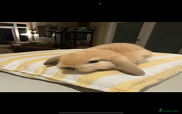 Mini Lop rabbits for sale: 2 male baby mini lops  - Advert 1