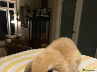 Mini Lop rabbits 2 male baby mini lops - Advert 1