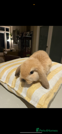 Mini Lop rabbits 2 male baby mini lops - Advert 1