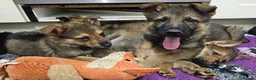 German Shepherd dogs for sale: KC Registered & Health Tested Working Line Puppies - Advert 16