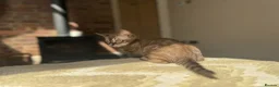 Bengal cats for sale: ⭐⭐⭐ Stunning Rare Charcoal Mink Bengal Kitten ⭐⭐⭐ - Advert 29