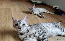 Bengal cats for sale: Only 2 boys left in Saint Helens - Image 12