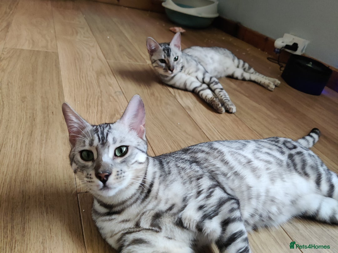 Bengal cats for sale: Only 2 boys left in Saint Helens - Image 12