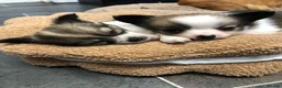 Chihuahua dogs for sale: Longhaired chihuahua puppies - Advert 11