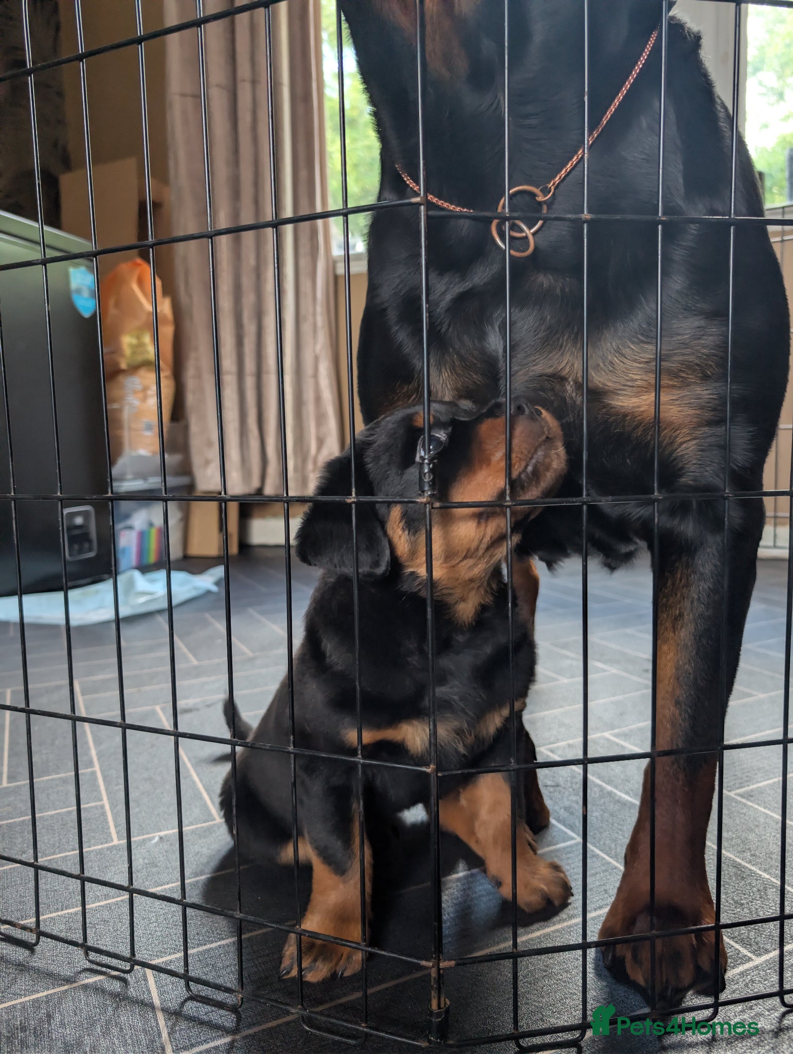 Rottweiler dogs Female Rottweiler pup for sale  - Advert 2