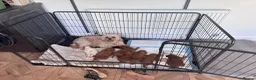 Cavapoo dogs for sale: F2 Cavapoo Puppies  in York - Advert 1