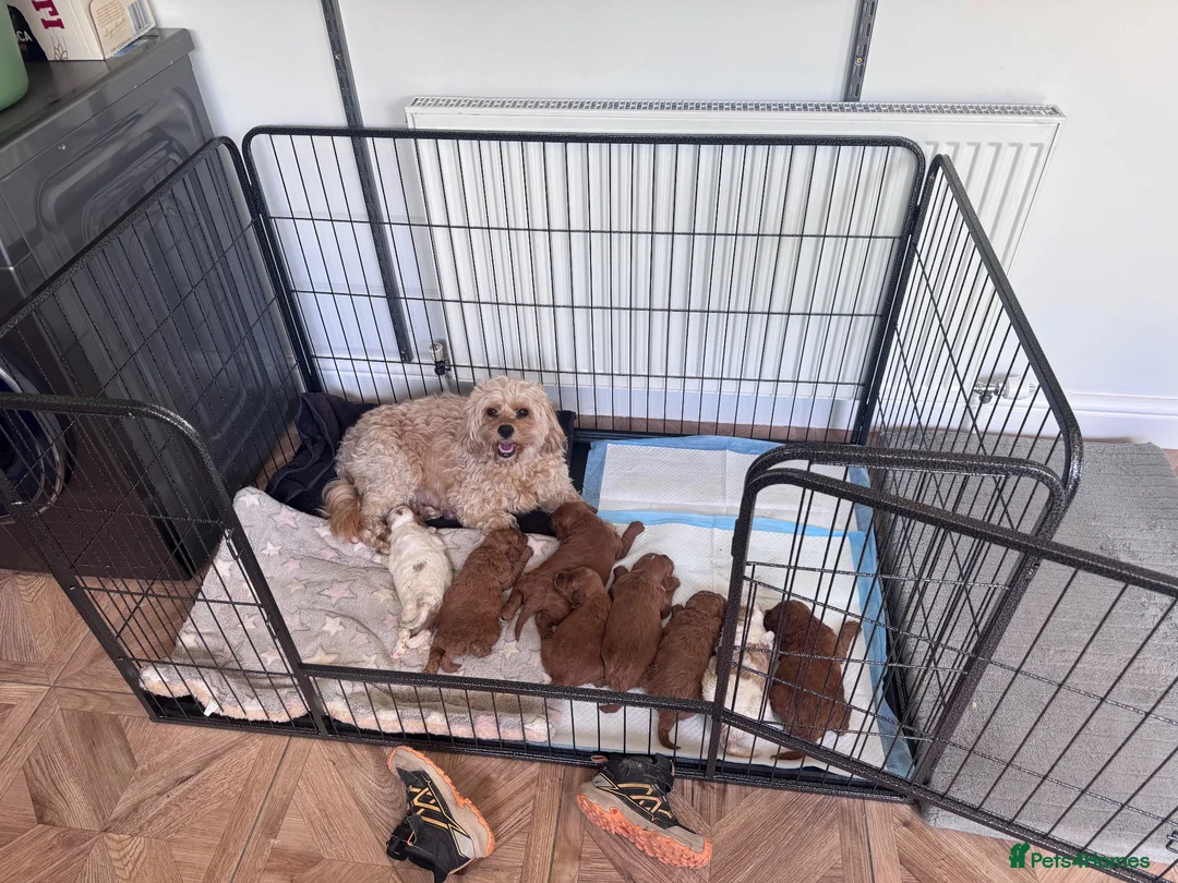Cavapoo dogs for sale: F2 Cavapoo Puppies  in York - Advert 1