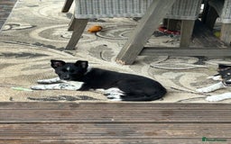Border Collie dogs for sale: Boarder collie girl puppy - Image 12
