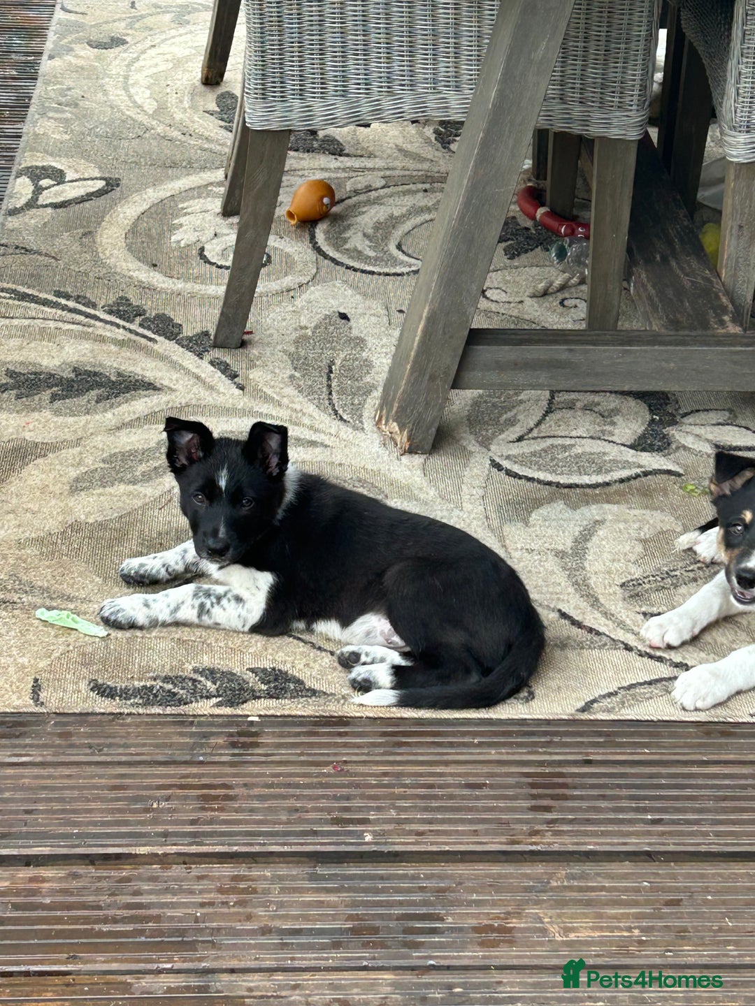 Border Collie dogs for sale: Boarder collie girl puppy - Image 12