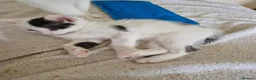 Mixed Breed cats for sale: Adorable kittens for sale  - Advert 14