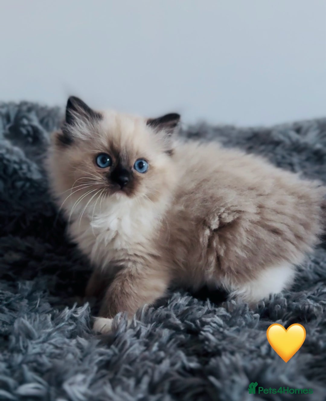 Ragdoll cats for sale: 🩷🐾Tica full Pedigree🐾EU Ragdoll 🐱🐾DNA Clear - Advert 9